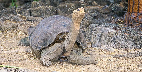 Lonesome George photo by Frank Sulloway
