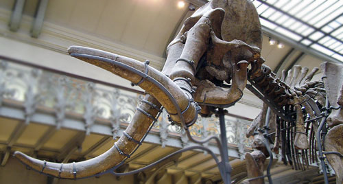 photo of mammoth skeleton by JC Outrequin