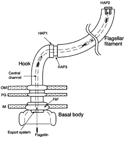 a schematic model of a flagellum