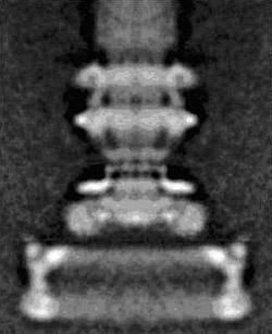 a composite electron micrograph of flagella