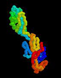 the structure of the hook -- a part of a flagellum