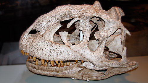 photo of carnotaurus skull