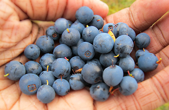 wild blueberries (photo by http://www.sxc.hu/profile/cde010)