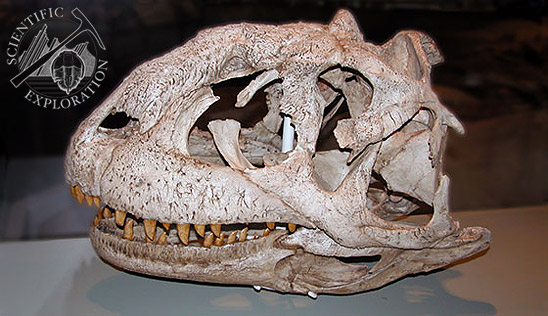 Carnotaurus skull