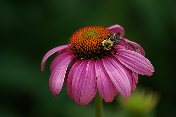 Bee pollinating a flower at the National Zoo