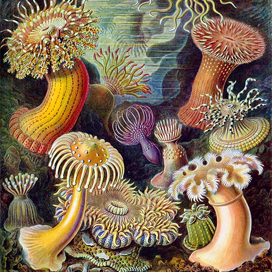 Kunstformen der Natur (1904), plate/planche 49: Actiniae, by Ernst Haeckel (1834–1919) [PUBLIC DOMAIN]  The author of this work died in 1919. This work is in the public domain in its country of origin and other countries and areas where the copyright term is the author's life plus 95 years or less.