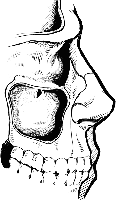 The human maxillary sinus cavity.