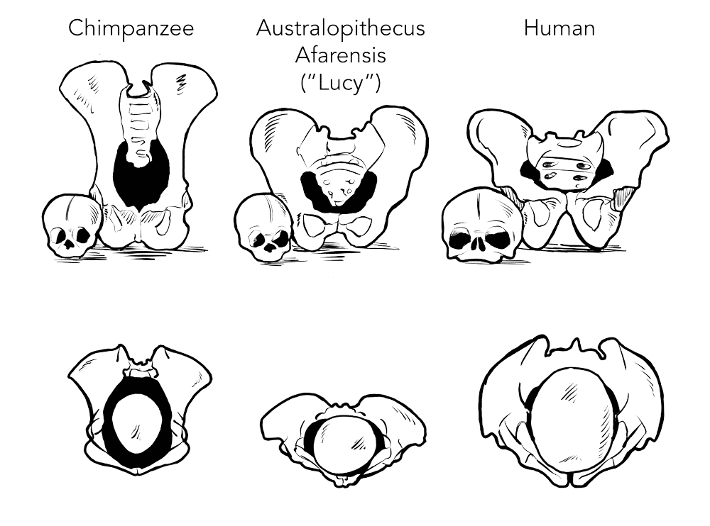 The relative sizes of female pelvises and infant heads in (from left to right) chimpanzees, Australopithecus afarensis, and modern humans.
