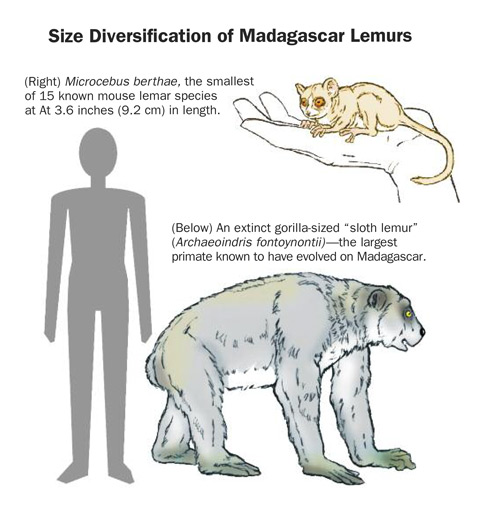 Size Diversification of Madagascar Lemurs