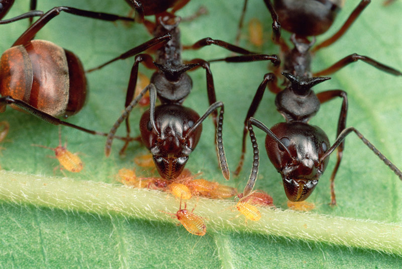 Malaysian herdsmen ants