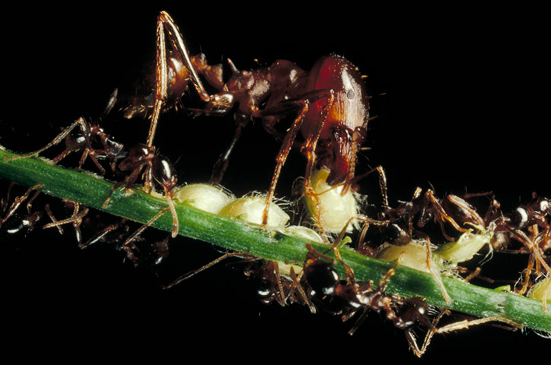 marauder ants