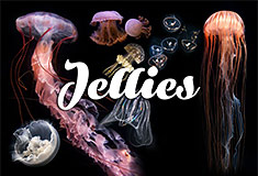 Jellies (Aquarium of the Pacific)