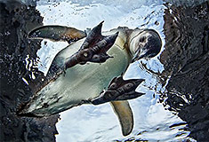 Penguin (Aquarium of the Pacific)