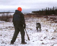 Todd Svarckopf confronting a habituated wolf, four days before the Kenton Joel Carnegie wolf attack. This image was taken by Chris van Gelder at Noth Point Landing Saskatchewan. This image is believed to be in the public domain as it has been released by the RCMP.