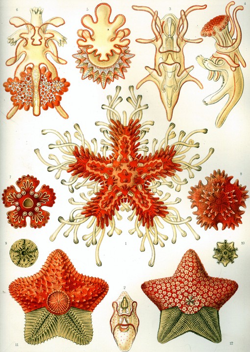 Haeckel's asteridea drawing.
