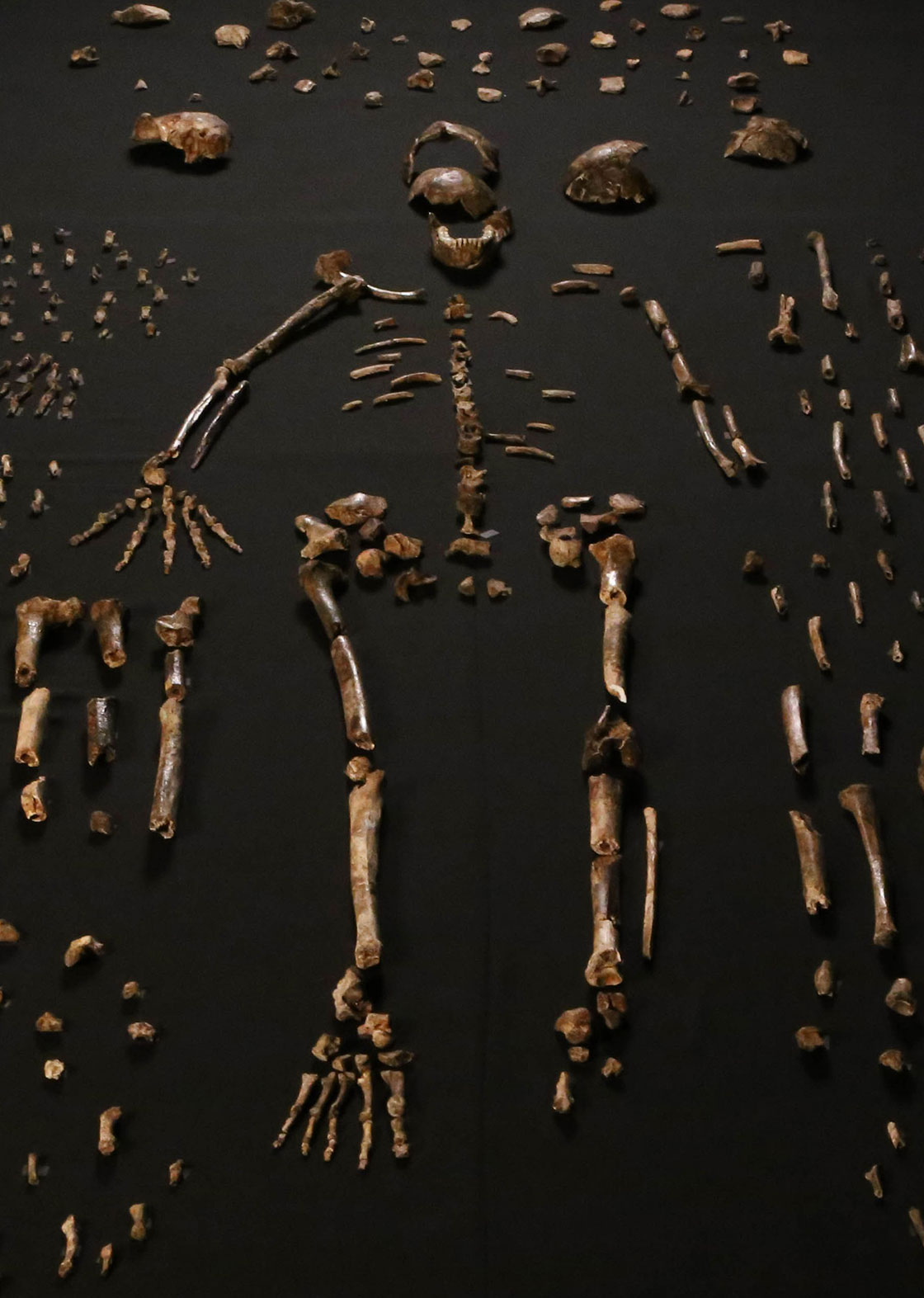 Homo naledi skeletal specimens by Lee Roger Berger research team