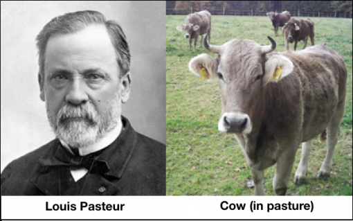 Pasteur and a pasture.