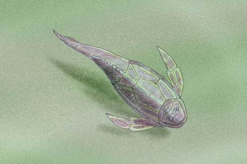 A reconstruction of Pterichthyodes miller, an armored placoderm from the Devonian. (Courtesy WIkimedia Commons).