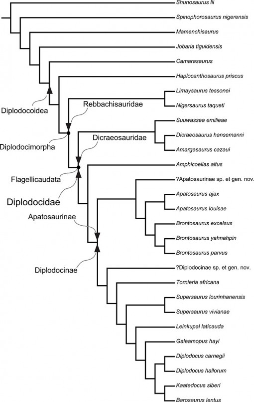 Family tree of the valid species of diplodocoid sauropods, according to Tschopp et al. (2015)