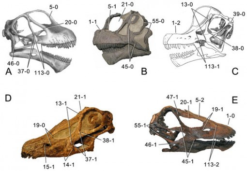 Skulls of different sauropods, showing the distinction between the long-snouted diplodocines,and the short-faced brachiosaurs and camarasaurs. (From Tschopp et al., 2015, Fig. 1)