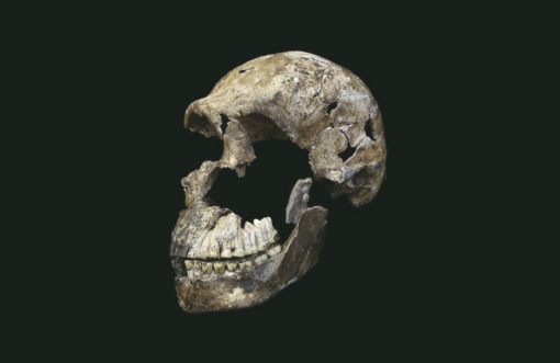 The skull of Homo naledi, named Neo (Credit: Wits University/John Hawks).