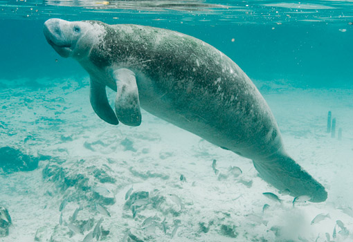 Endangered manatee in Florida, USA. (Photo by Keith Ramos. Courtesy of U.S. Fish and Wildlife Service)